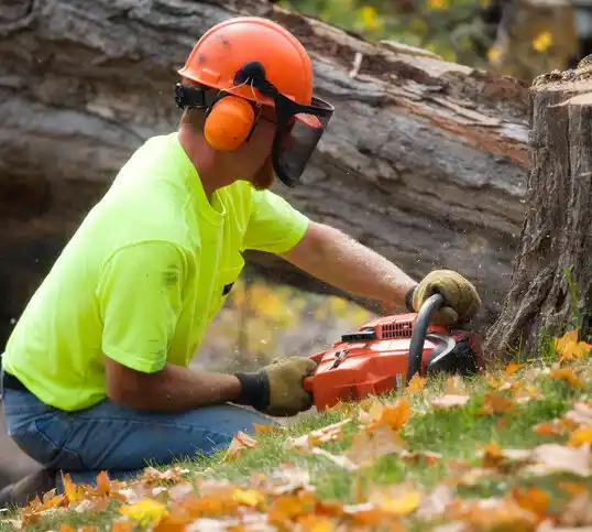 tree services Lake Seneca